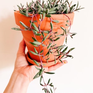 May include: A terracotta plant pot with a saucer, containing a String of Bananas succulent. The plant features trailing stems with small, green, banana-shaped leaves and reddish-purple stems. The pot is held against a white backdrop.