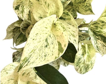 Plántula de inicio de Pothos Reina de las Nieves
