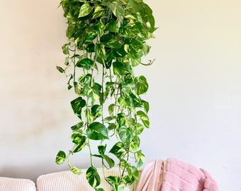 Hawaiian Pothos Plantlet
