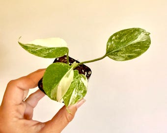 Monstera Albo Variegata | Rare Variegated Monstera | Live Houseplant | Collector Aroid | Indoor Tropical Plantlet