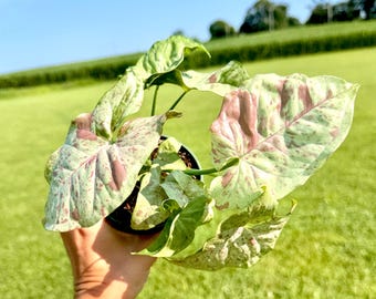 Syngonium Milk Confetti | Pink Variegated Arrowhead Plant | Live Houseplant | Rare Aroid | Indoor Plantlet