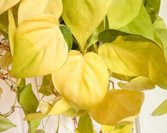 Lemon Cordatum Philodendron Starter Plantlet