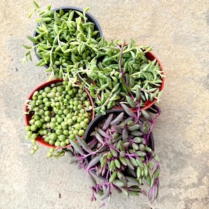 May include: Four small round pots containing various succulent plants. One pot holds green string of pearls, another features green string of bananas, and two pots contain trailing succulents with green and purple stems and leaves.