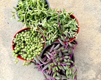 Trailing Succulent Collection | String of Pearls, Bananas, Dolphins, Rubies | Plant Lover Gift