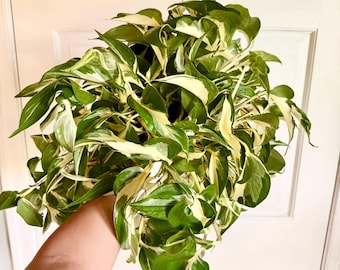 Mutant Manjula Pothos Rare Starter Plantlet