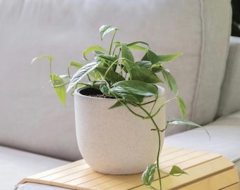 Cebu Blue Pothos Starter Plantlet
