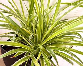 Spider Plant Starter Plantlet