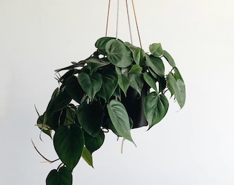 Micans Philodendron Starter Plantlet