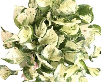 Plántula inicial de Manjula Pothos