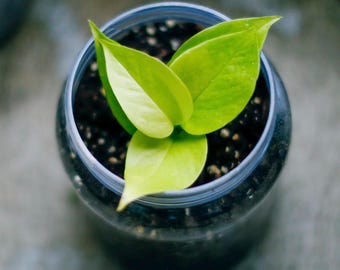 Neon Pothos Starter Plantlet