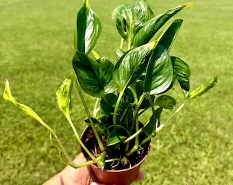 Shangri-La Pothos Starter Plantlet
