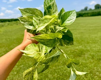 Marble Queen Pothos Starter Plantlet
