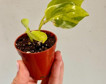 Neon N'Joy Pothos Starter Plantlet