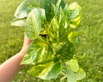 Golden Pothos Live Plant | Epipremnum aureum | Easy Indoor Houseplant | Trailing Vine | Beginner Friendly | Air Purifying Plant