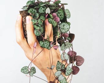 String of Hearts Plantlet