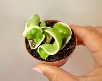 Variegated Hoya Rope Plantlet- Hoya Compacta Variegata