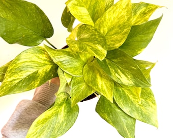 Neon Snow Queen Hybrid Pothos Starter Plantlet - Rare NEW Unique