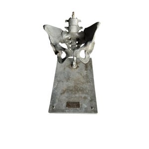Stander Female Pelvis Anatomical Phantom Manikin