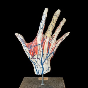 Deyrolle Anatomical Hand Model Paris