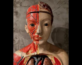 Clay Adams Anatomical Model