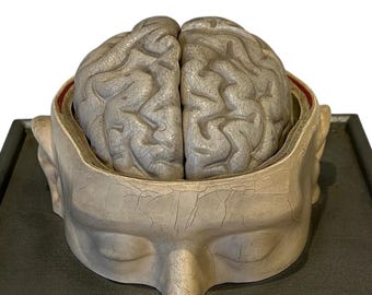 Italian  PARAVIA Vintage  Anatomical Head Circa 1930s
