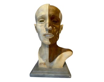 Italian  PARAVIA Vintage  Anatomical Head Circa 1930s