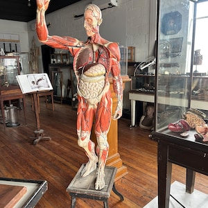 Rare Vintage Life Size Anatomical Medical Model
