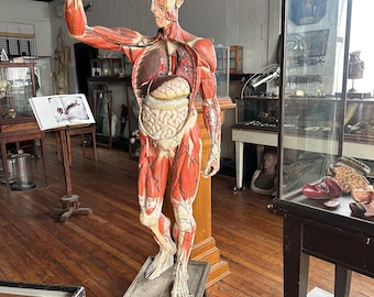 Rare Vintage Life Size Anatomical Medical Model