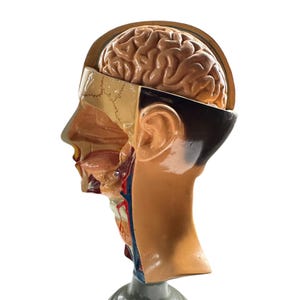 Vintage Anatomisches Lernmodell: Kopf