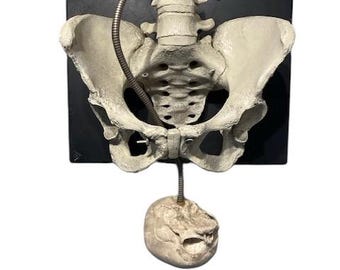 Childbirth Pelvis Skeleton and Fetal Skull Model Demonstrator