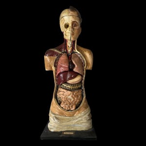 Torso Anatomical Medical Model