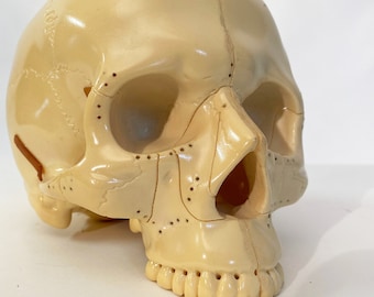 Vintage Medical Skull Model
