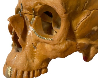 VTG Facial Reconstructieve Medisch Model Chirurgie Schedel