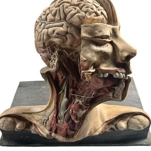 RARE Vintage Anatomical Medical Teaching Model