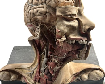 RARE Vintage Anatomical Medical Teaching Model