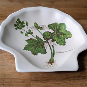 Puede incluir: Plato blanco con borde festoneado con una ilustración botánica de una planta, con hojas verdes y el texto "Alchemilla vulgaris". El plato es probablemente de cerámica o porcelana y descansa sobre una superficie de madera.
