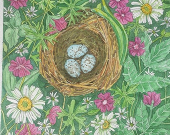 Hermit Thrush Bird Nest