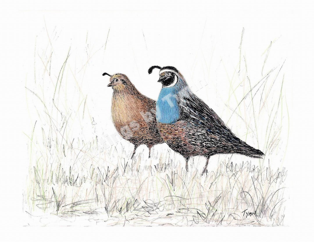 Quail Digital Rts Paintings by Tymn - Quail - Digital Download - Etsy