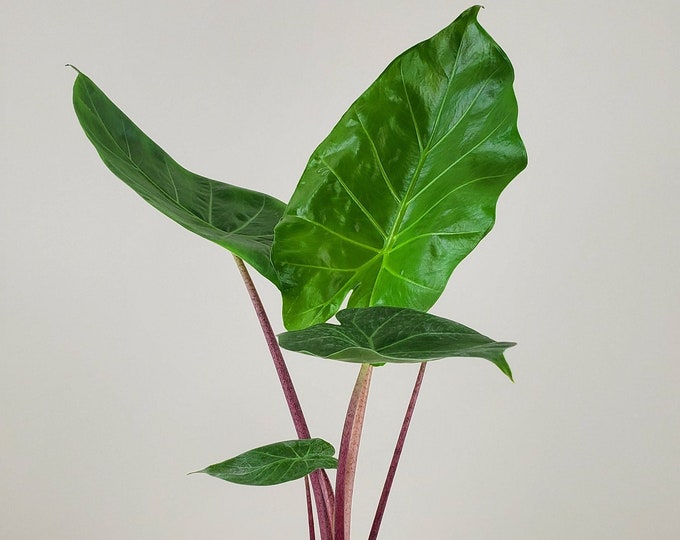 Alocasia 