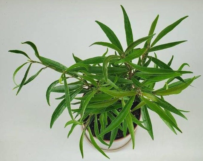 Ficus Salicifolia Willow Leaf Fig Wonderboom Bonsai Etsy