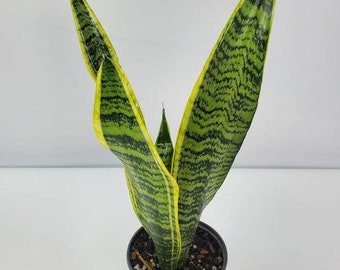 Sansevieria ‘laurentii’, Variegated Snake Plant, Sansevieria, Mother-In-Law's Tongue, Saint George's Sword, Ships in 4" or 6" Pot