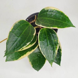 Hoya macrophylla albomarginata 'variegata', Rare Hoya Plant, Live Houseplant, Ships in 4 Pot or 6 Pot image 1
