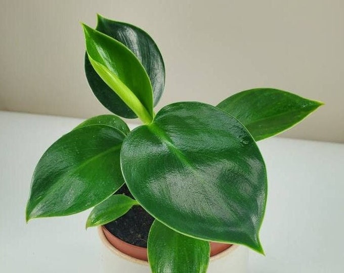 Philodendron 'congo Apple', Green Philodendron, Apple Congo Upright