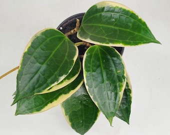 Hoya macrophylla albomarginata 'variegata', Rare Hoya Plant, Live Houseplant, Ships in 4" Pot or 6" Pot
