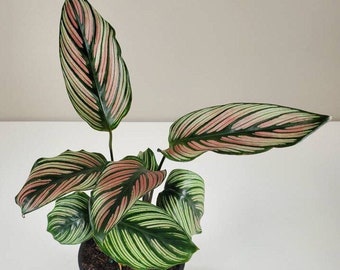 Calathea Majestica 'White Star', Pinstripe Plant, Prayer Plant, Maranta, Marantaceae, Live House Plant, Ships in 4" or 6" Pot