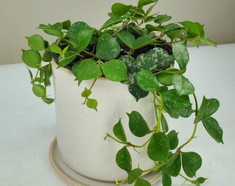 Hoya curtisii, Porcelain Flower, Variegated Wax Plant, Variegated Hoya, Live House Plant, Ships in 2" or 4" Pot