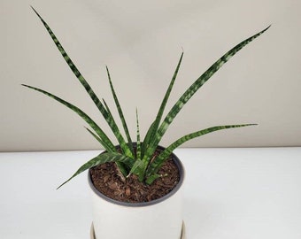 Sansevieria fernwood, Spear Sansevieria, Mother-In-Law's Tongue, Saint George's Sword, Live House Plant, Ships in 4" or 6" Pot