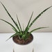 see more listings in the Snake Plants section