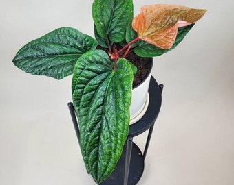Anthurium radicans x luxurians, Quilted Hearts, Live House Plant, Rare Plant, Ships in 6" Pot