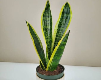 Variegated Bird's Nest Snake Plant, Sansevieria superba 'Laurentii', Mother-In-Law's Tongue, Saint George's Sword, Ships in 4" or 6" Pot